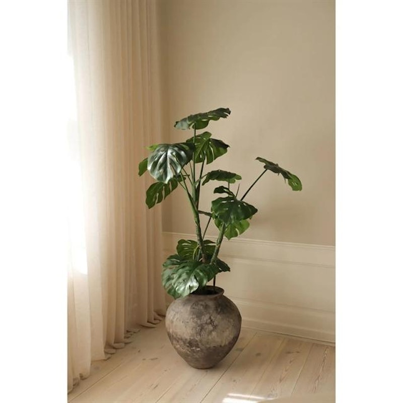 Monstera Plante Grønn