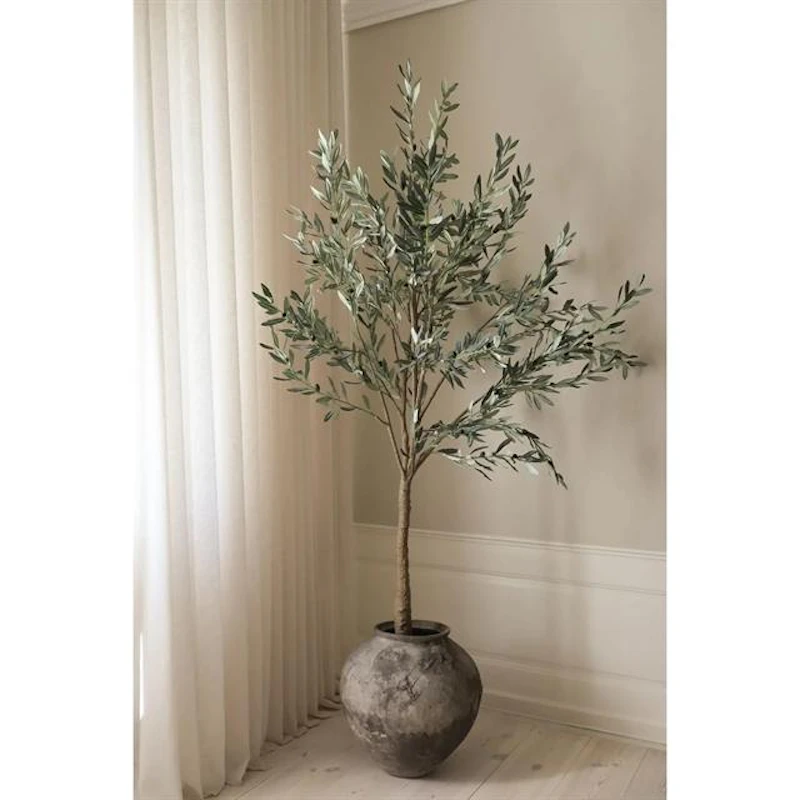 Olive Tre Grønn