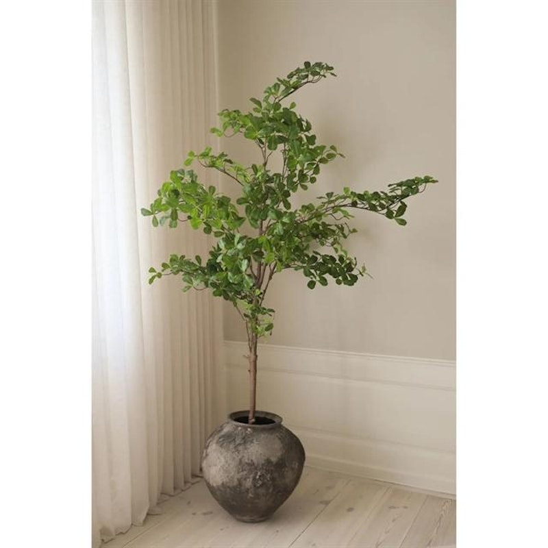 Tropical Almond Tre Grønn