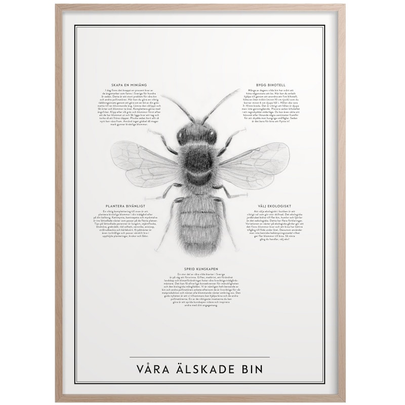 Våra Älskade Bin Plakat 50x70 cm